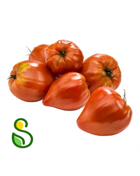 Eko paradižnik volovsko srce 1 kg (Eko pridelava zelenjave Sreš) Eko paradižnik volovsko srce 1 kg (Eko pridelava zelenjave Sreš)