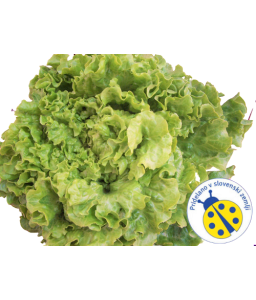 Eko Solata 1 kg (Eko kmetija Volk)