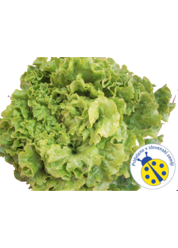 Eko Solata 1 kg (Eko kmetija Volk)