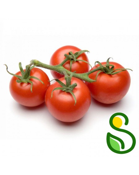 Eko paradižnik solatni 1 kg (Eko pridelava zelenjave Sreš) Eko paradižnik solatni 1 kg (Eko pridelava zelenjave Sreš)