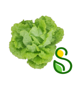 Eko solata glavnata 1 kg (Eko pridelava zelenjave Sreš)