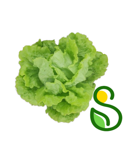 Eko solata glavnata 1 kg (Eko pridelava zelenjave Sre&scaron;)